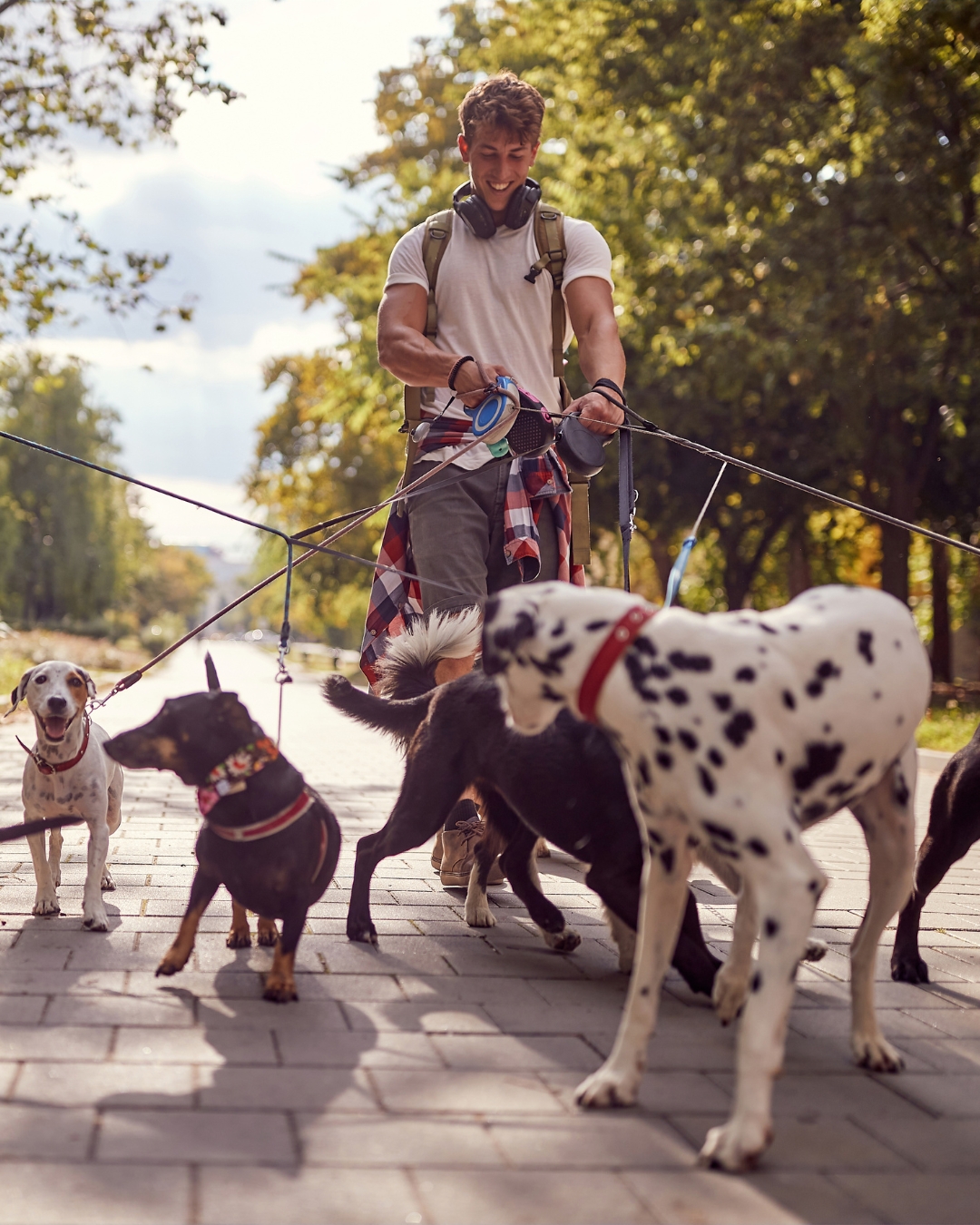 A man walking several dogs, including a Dalmatian and a small black dog, on leashes in a park
