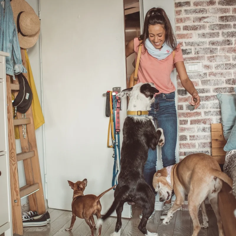 Pet care through Petme in Miami