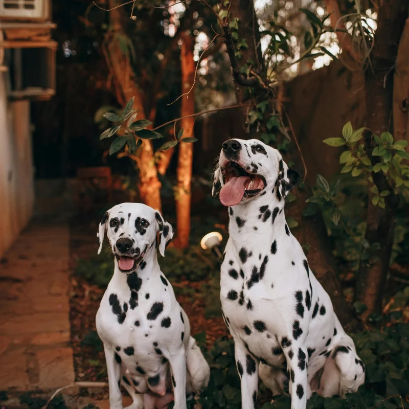 Become a pet sitter