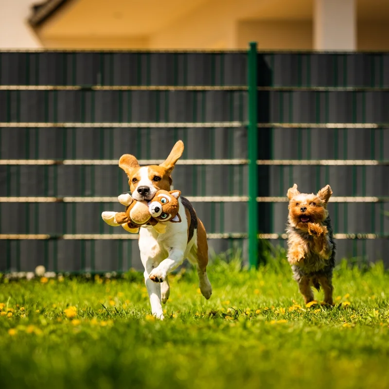 Doggy Daycare