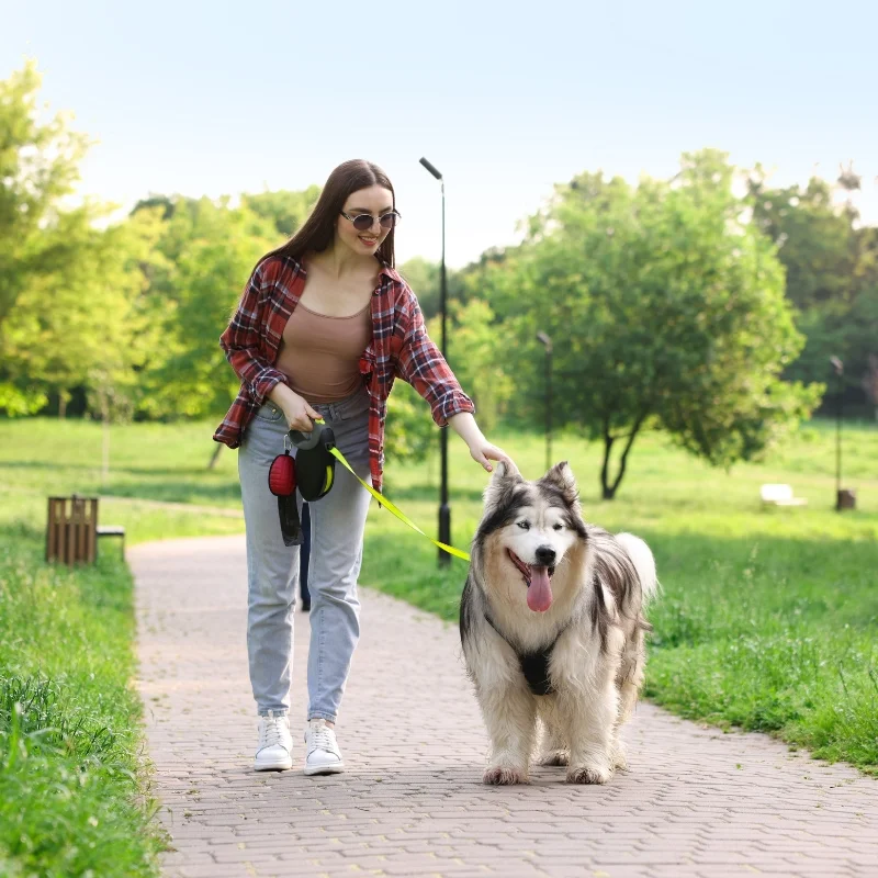 Become a pet sitter