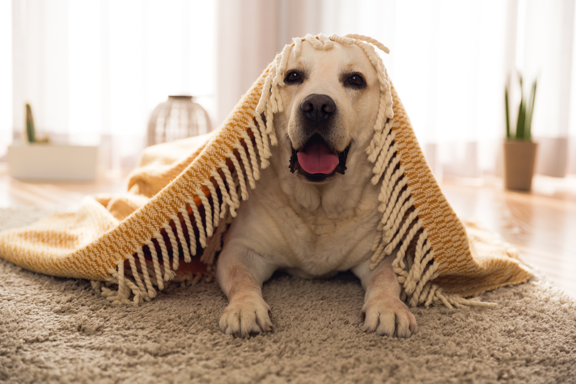 A light-colored dog lying on a rug, covered with a yellow fringed blanket, smiling indoors