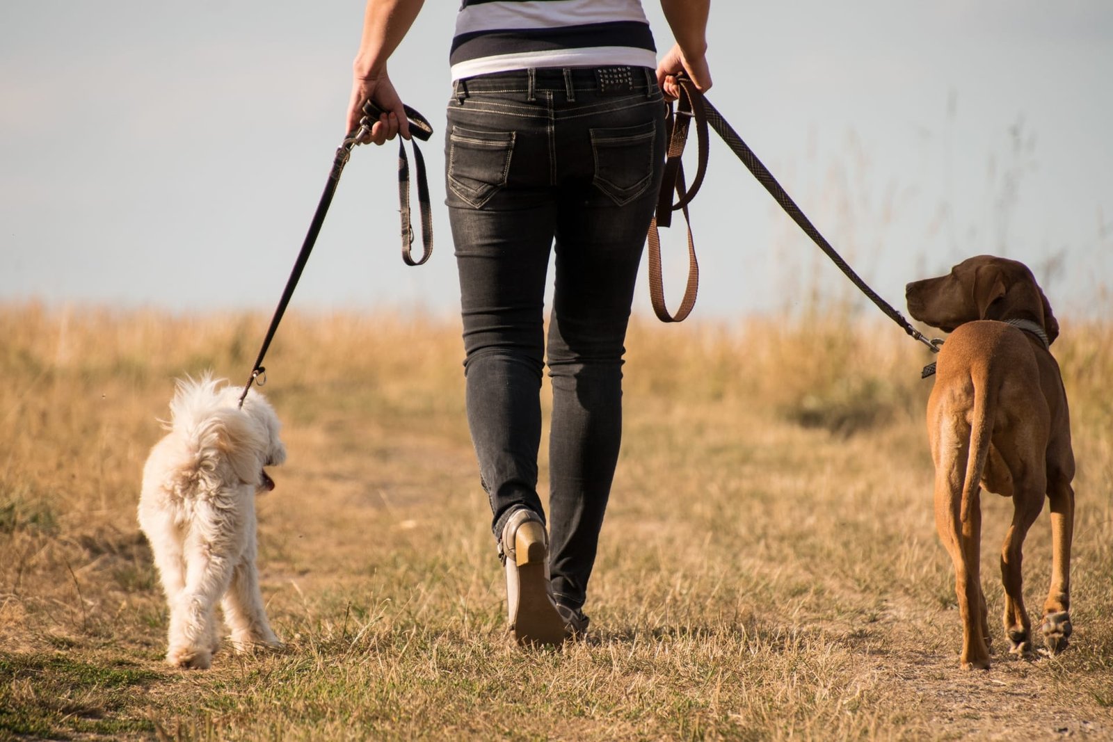 Pet sitters available in Albuquerque, New Mexico - Duke City. Find trusted dog walkers, pet boarding, and house sitting services.