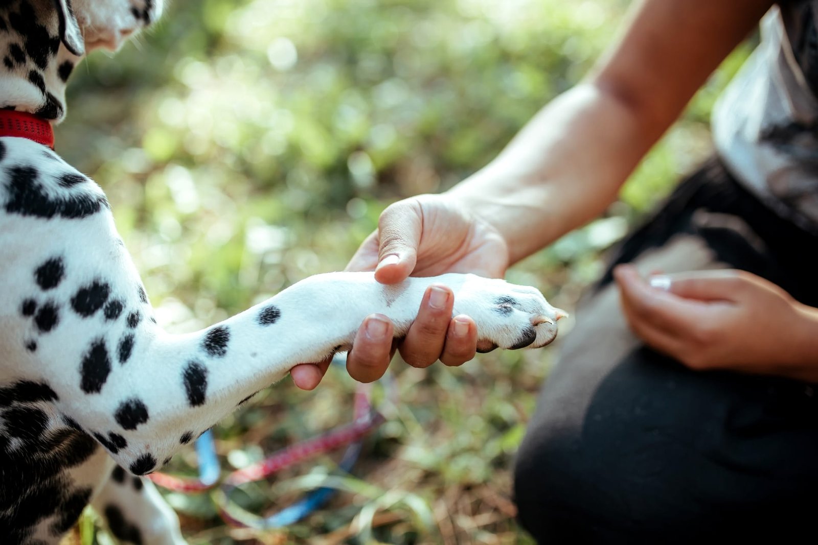 Happy pets with their sitters