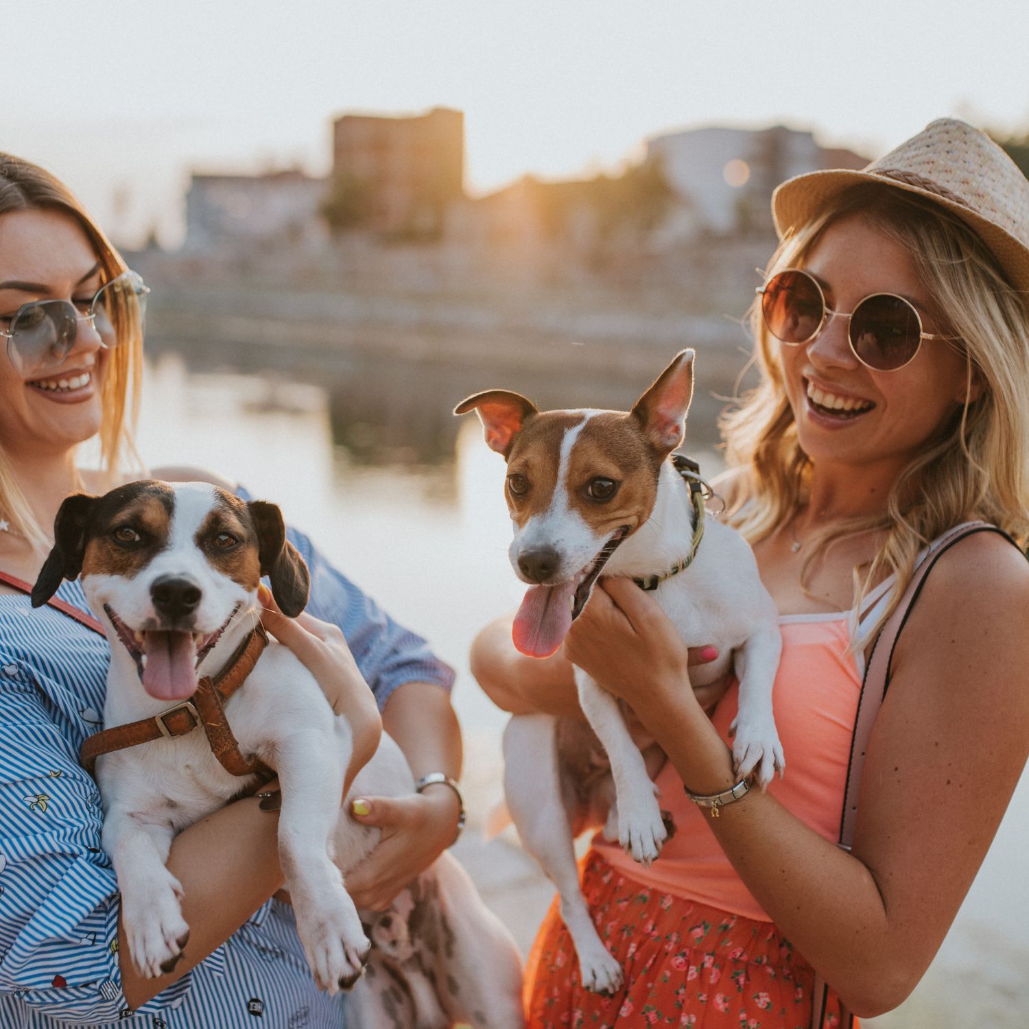 Dog sitter a Bari, Puglia