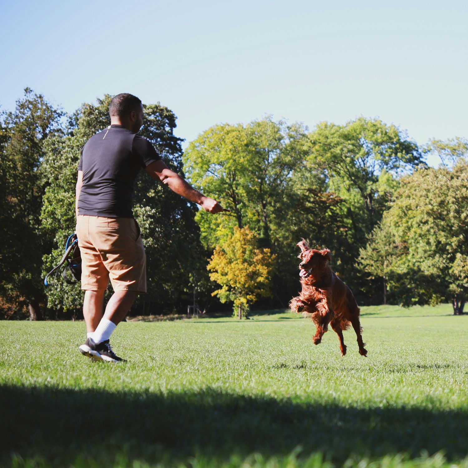 Cuidadores de perros en Bilbao, País Vasco