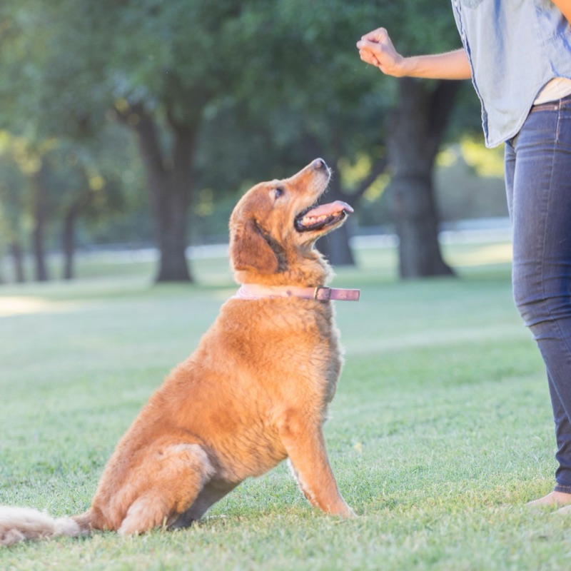 Pet sitters available in Birkirkara - Malta's Largest Town. Find trusted dog walkers, pet boarding, and house sitting services.