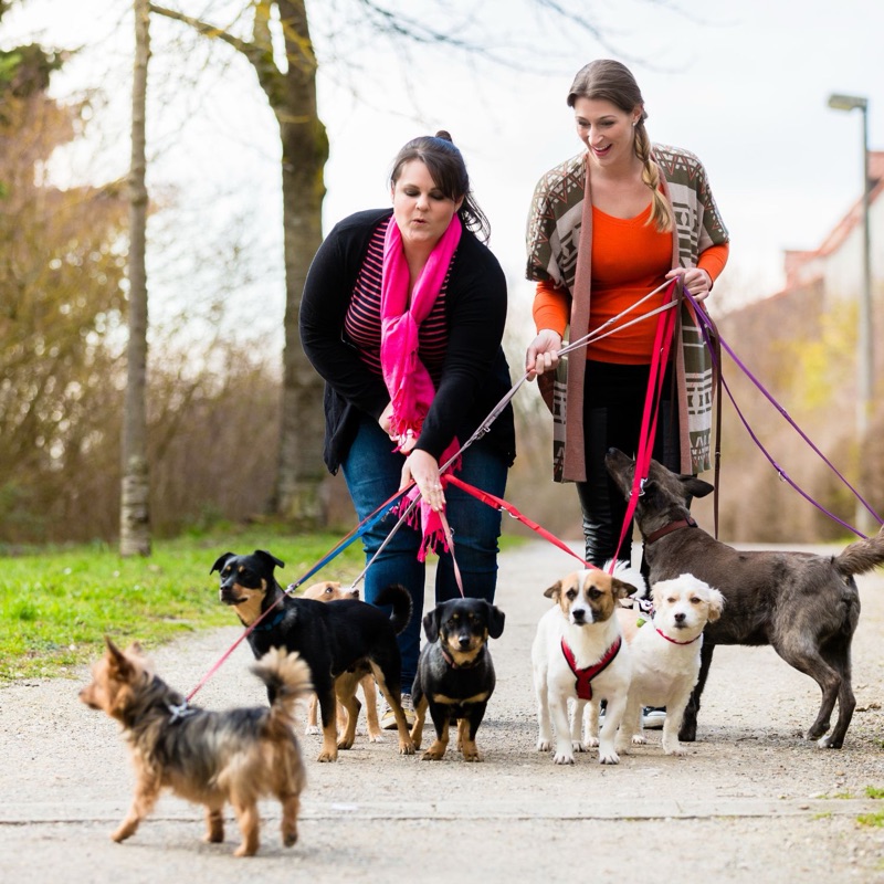 Pet sitters available in Birmingham, Alabama - The Magic City. Find trusted dog walkers, pet boarding, and house sitting services.