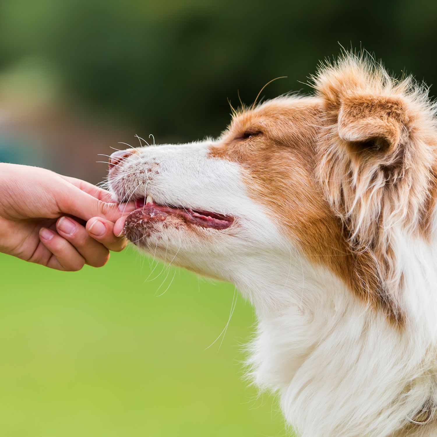 Pet sitters available in Cork, County Cork - The Rebel City's best pet care. Find trusted dog walkers, pet boarding, and house sitting services.