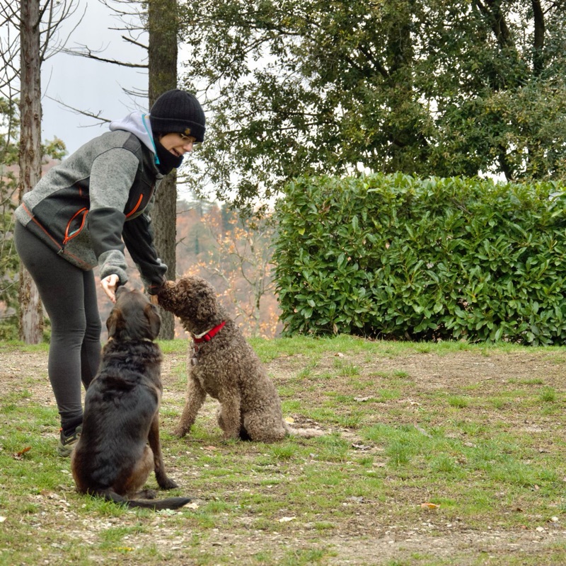 Pet sitters available in Ettelbruck - Gateway to the Ardennes. Find trusted dog walkers, pet boarding, and house sitting services.