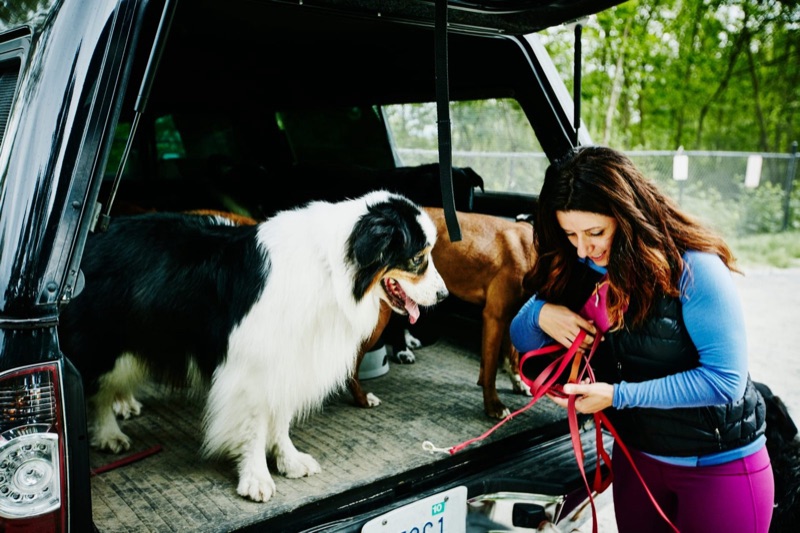 Pet sitters available in Kansas City, Missouri - BBQ Capital of the World. Find trusted dog walkers, pet boarding, and house sitting services.