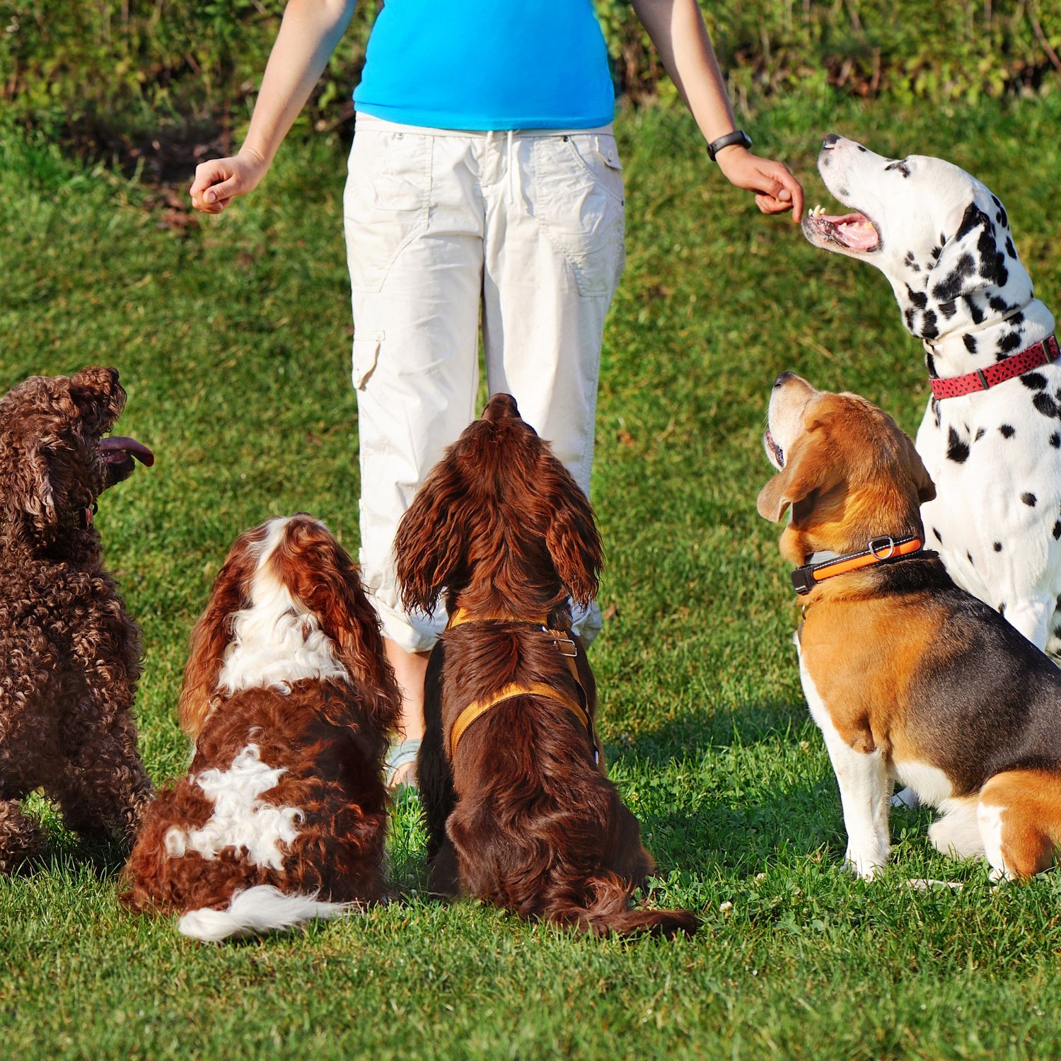 Dog sitters in Leeds, West Yorkshire