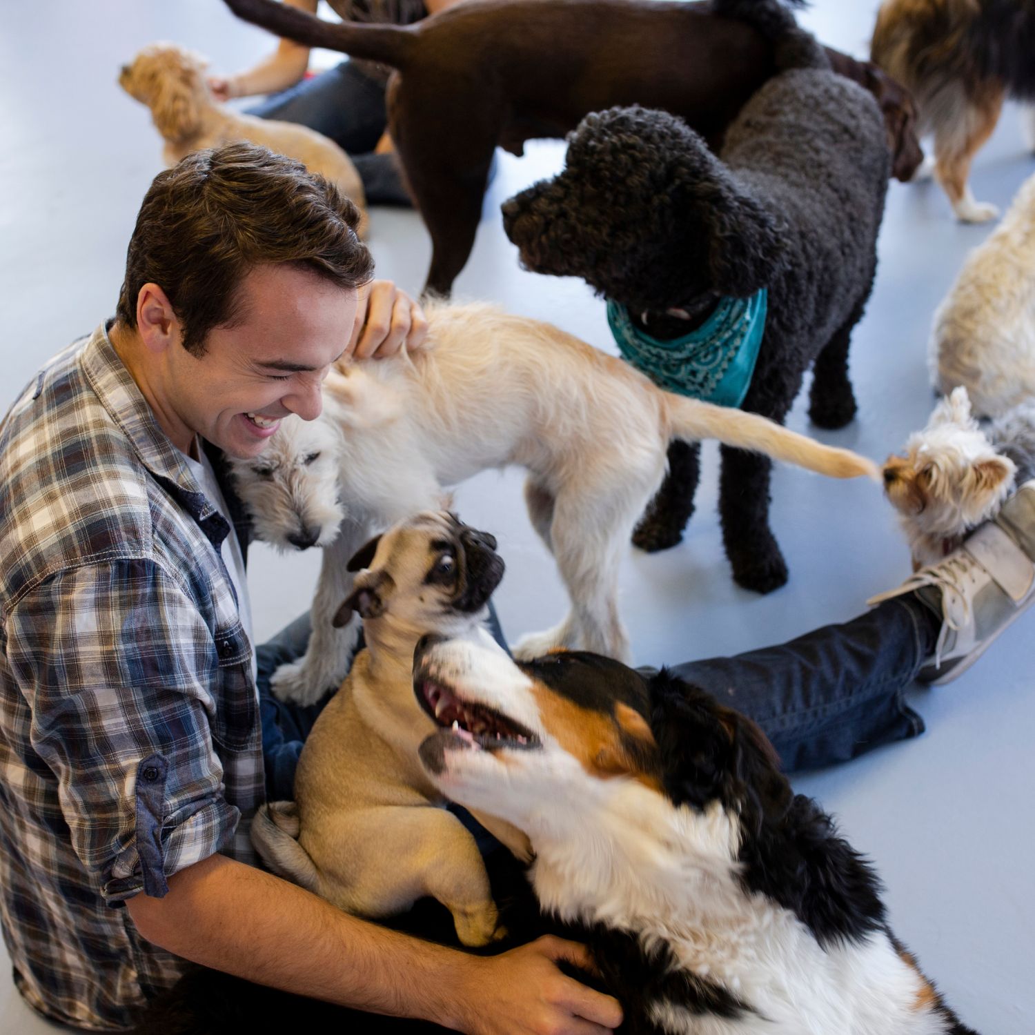 Dog sitters in Liverpool, Merseyside