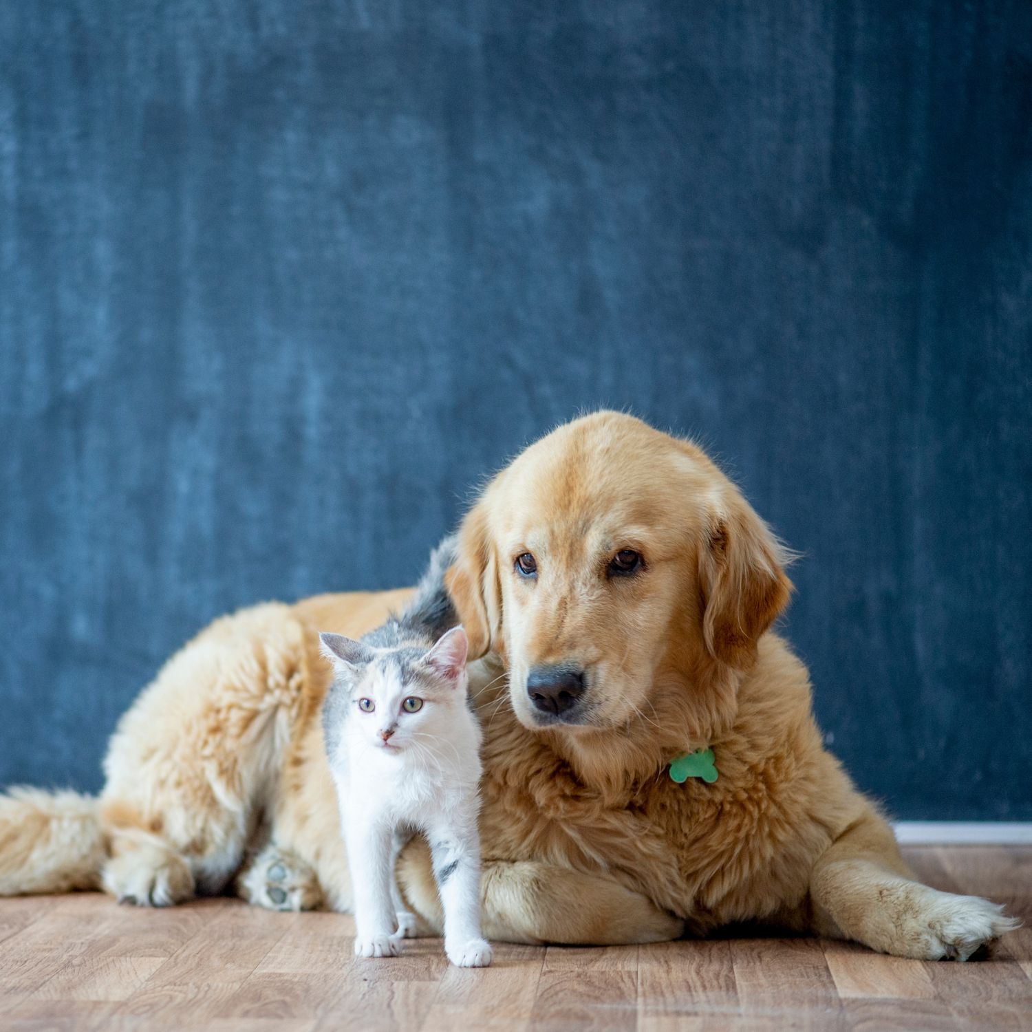 Pet sitters available in Lucerne, Lucerne - Medieval Lakeside City. Find trusted dog walkers, pet boarding, and house sitting services.