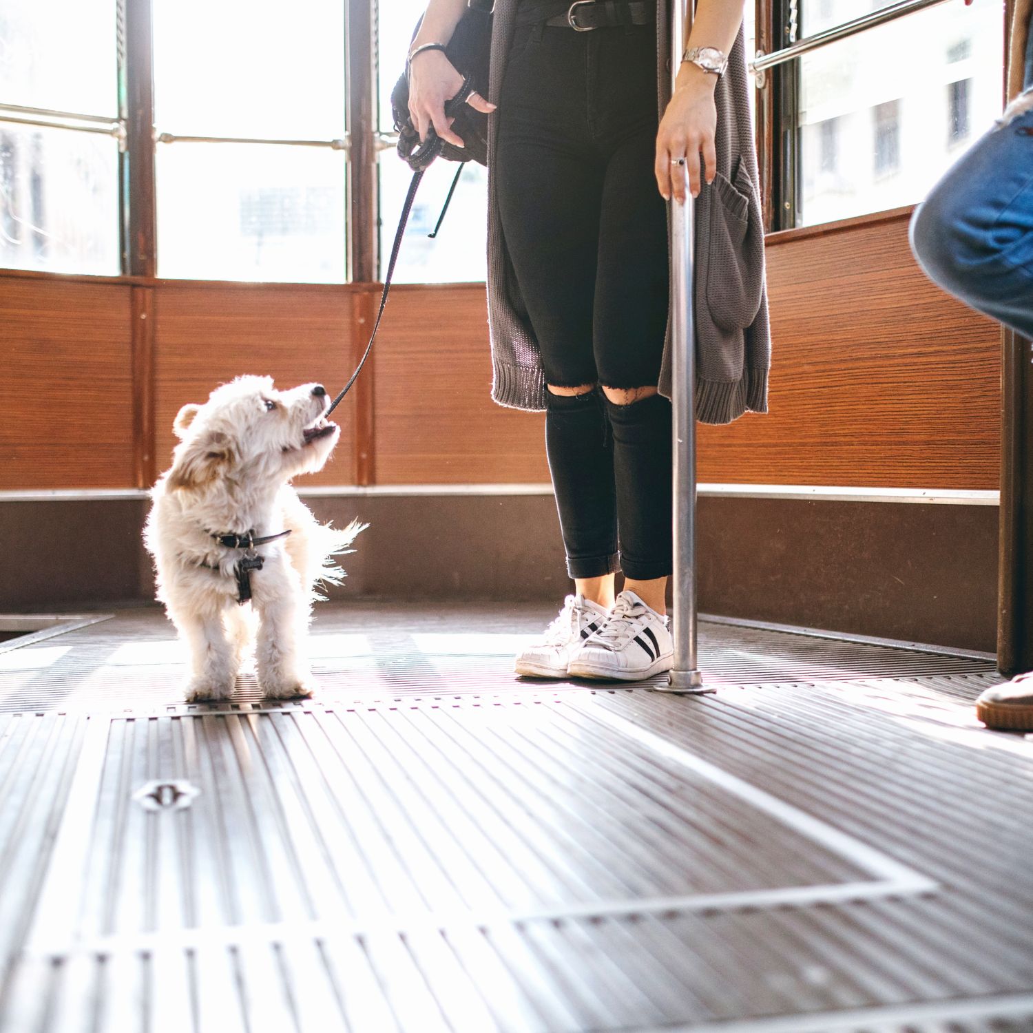 Dog sitter a Milano, Lombardia