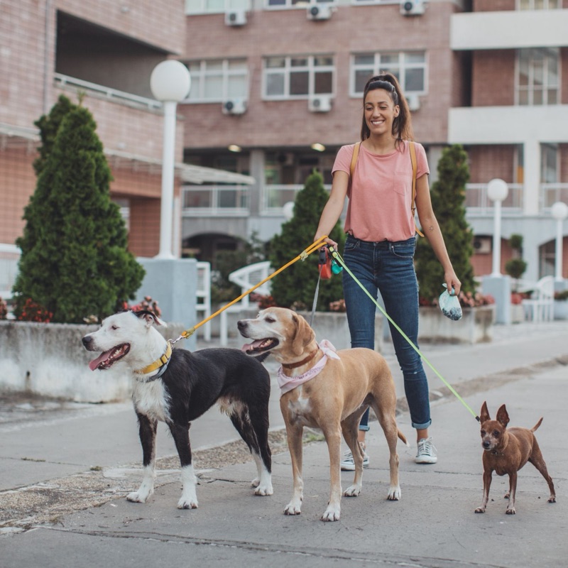 Dog sitter disponibili a Modena - La Città dei Motori. Trova dog walker, pensione e custodia a domicilio.