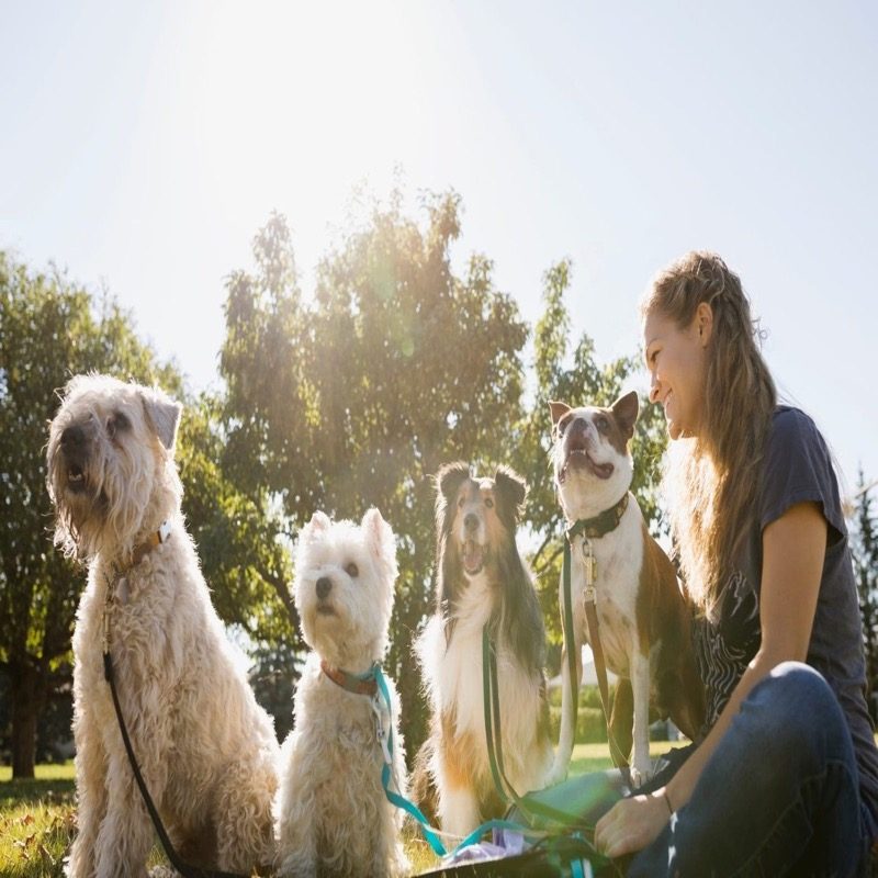 Pet sitters available in Oklahoma City, Oklahoma - OKC. Find trusted dog walkers, pet boarding, and house sitting services.