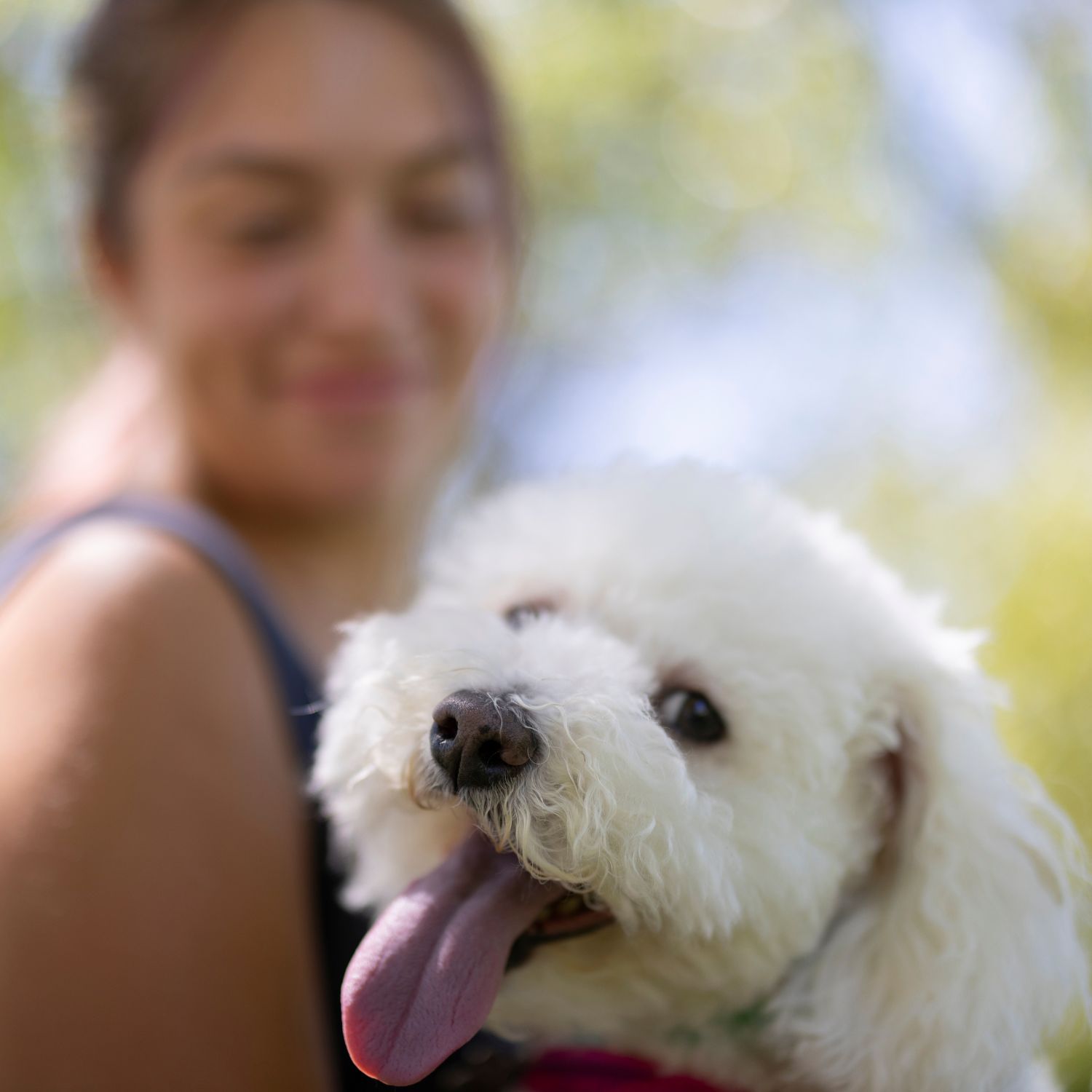 Dog sitter a Palermo, Sicilia