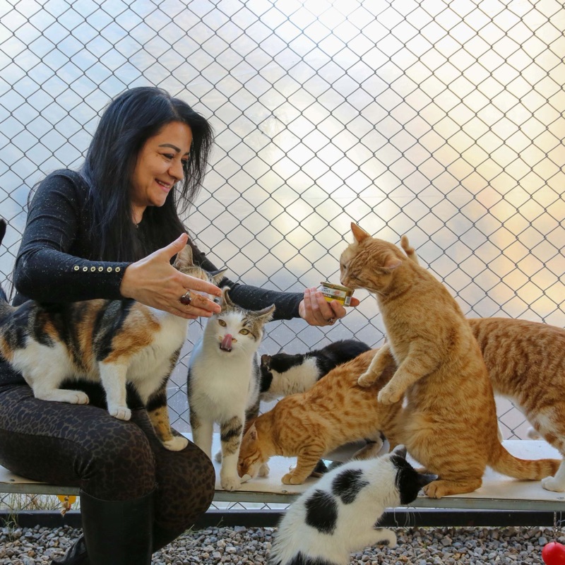 Pet sitters available in San Bernardino, California - Gateway to Southern California. Find trusted dog walkers, pet boarding, and house sitting services.