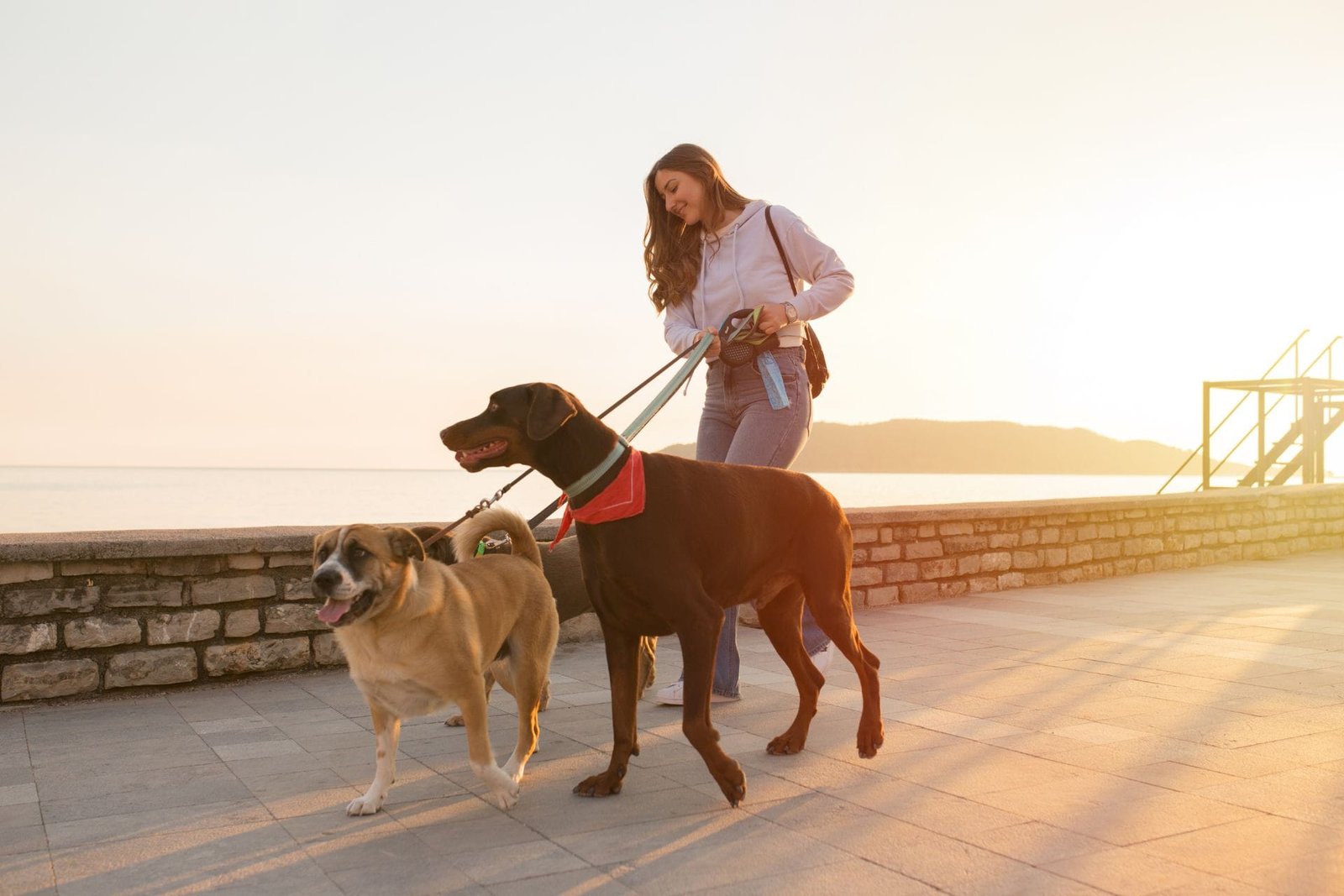 Dog sitters in San Diego, CA