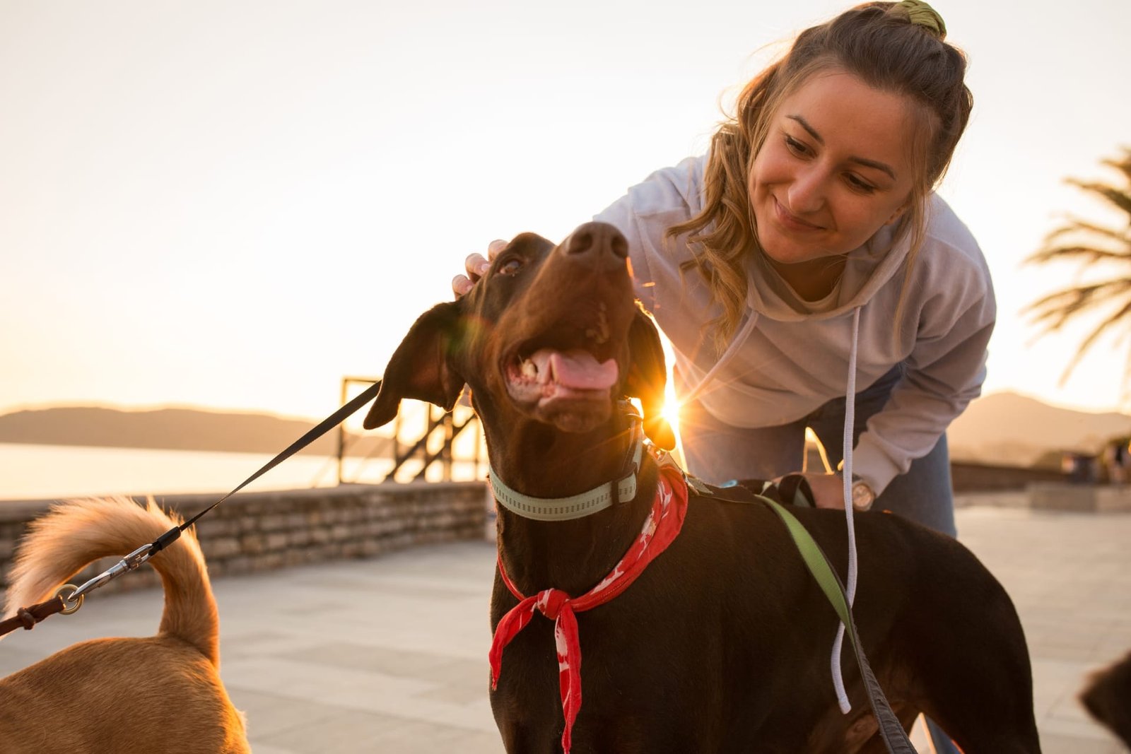 Pet sitters available in Virginia Beach, Virginia - Resort City. Find trusted dog walkers, pet boarding, and house sitting services.