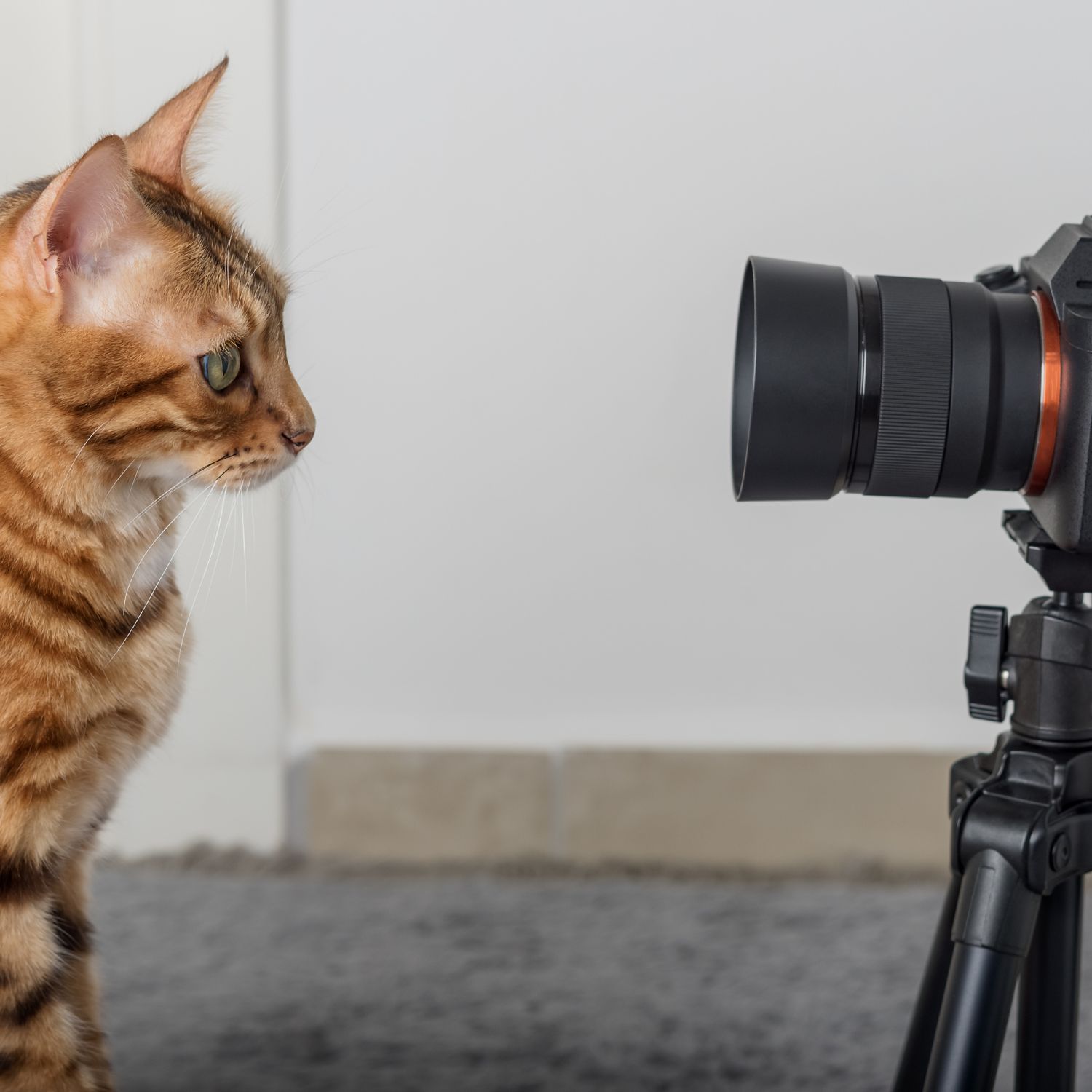 Pet engagement chart