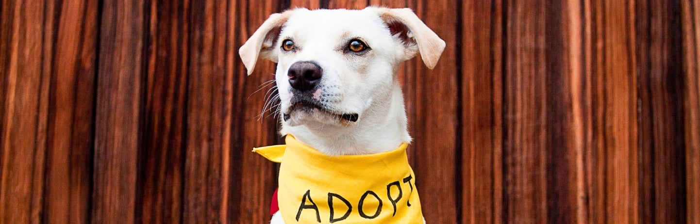 A dog with "adopt me" bandana