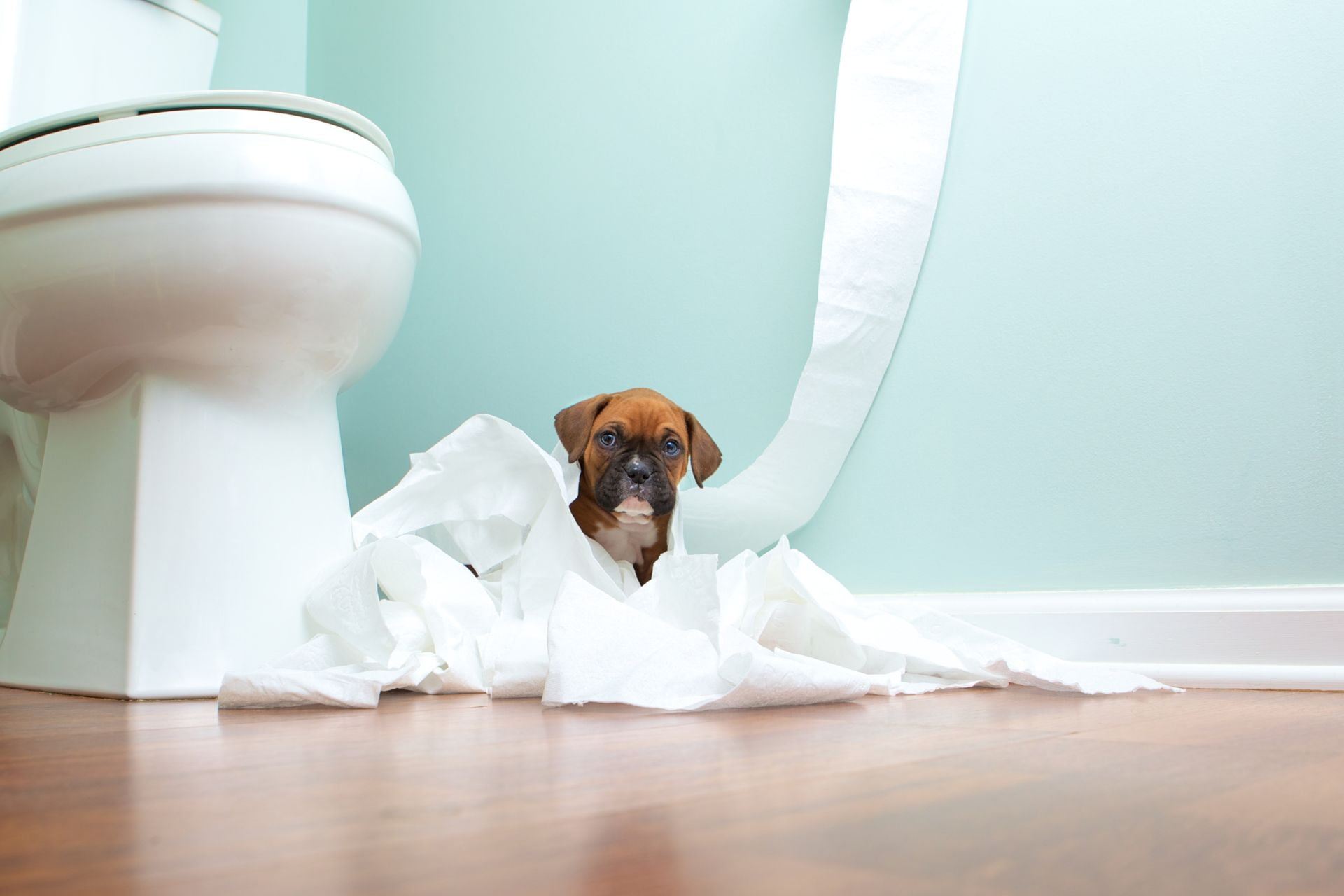 12 Puppy Toilet Training Tips