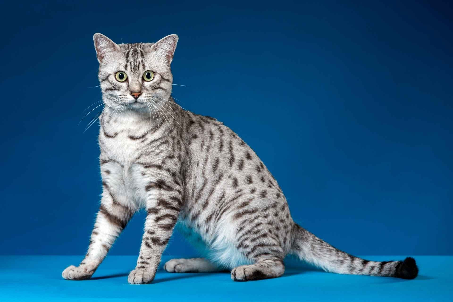 Egyptian Mau cat