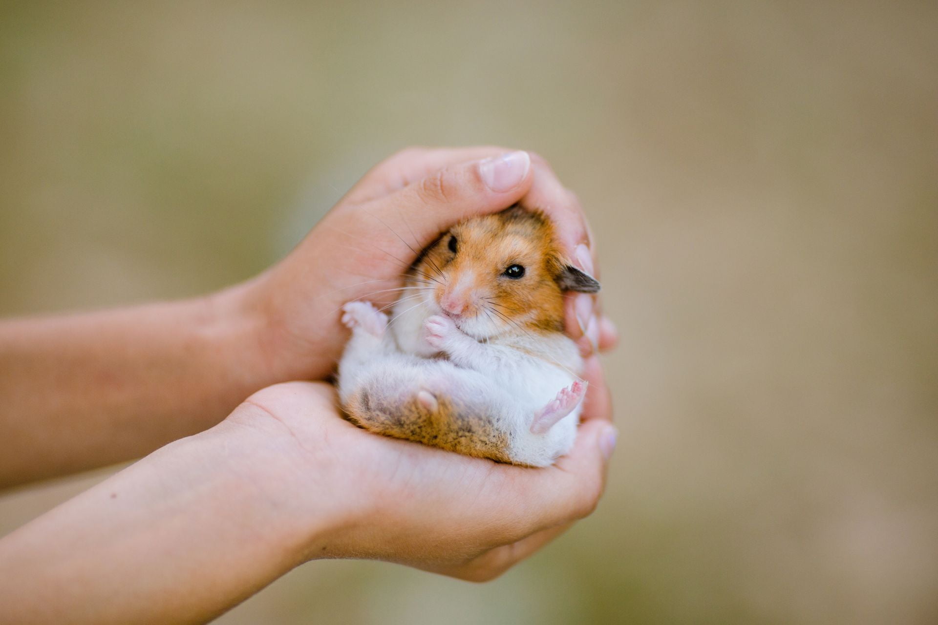 The Most Important Basics of Caring for a Hamster
