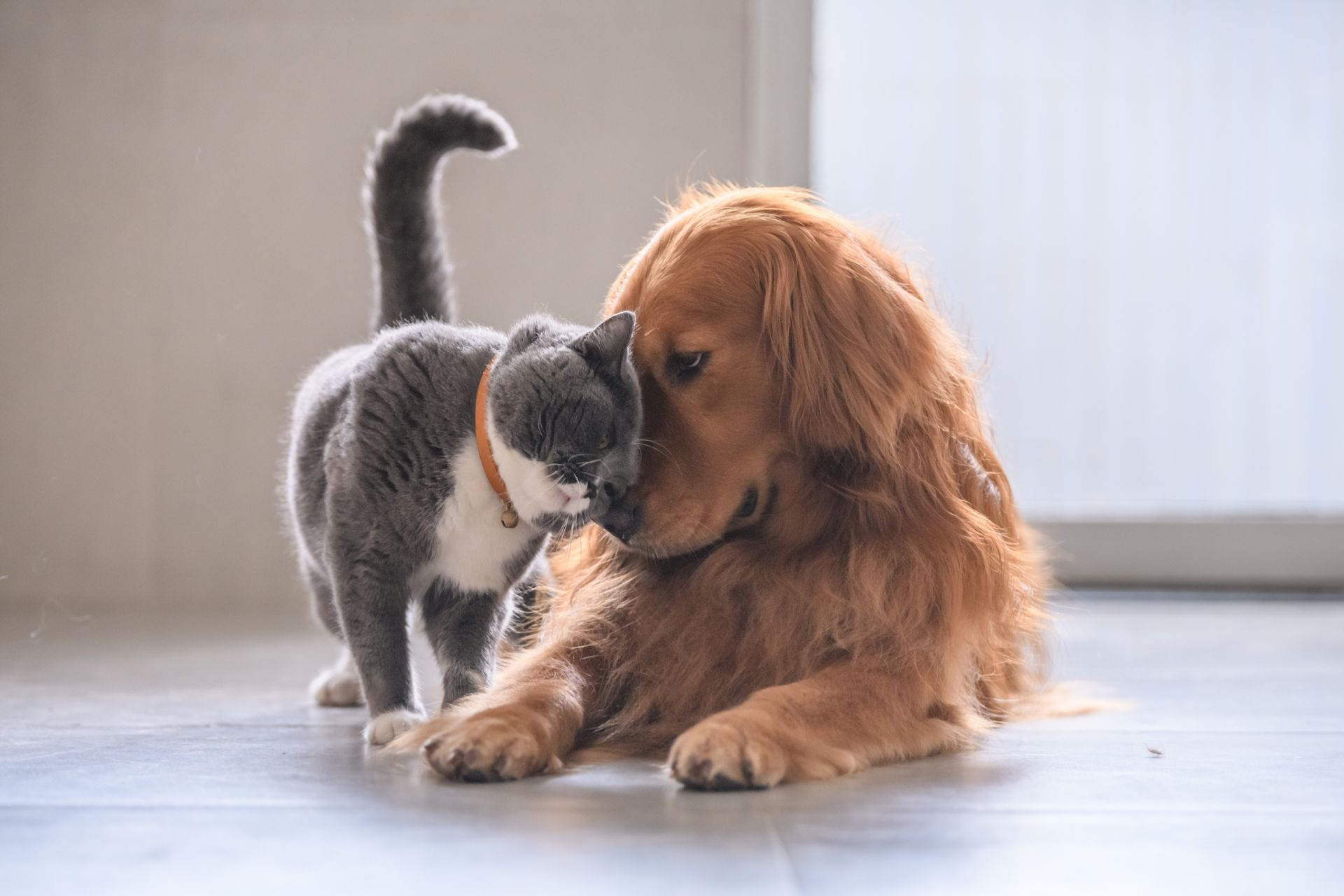 How to Introduce a New Cat to Your Resident Dog
