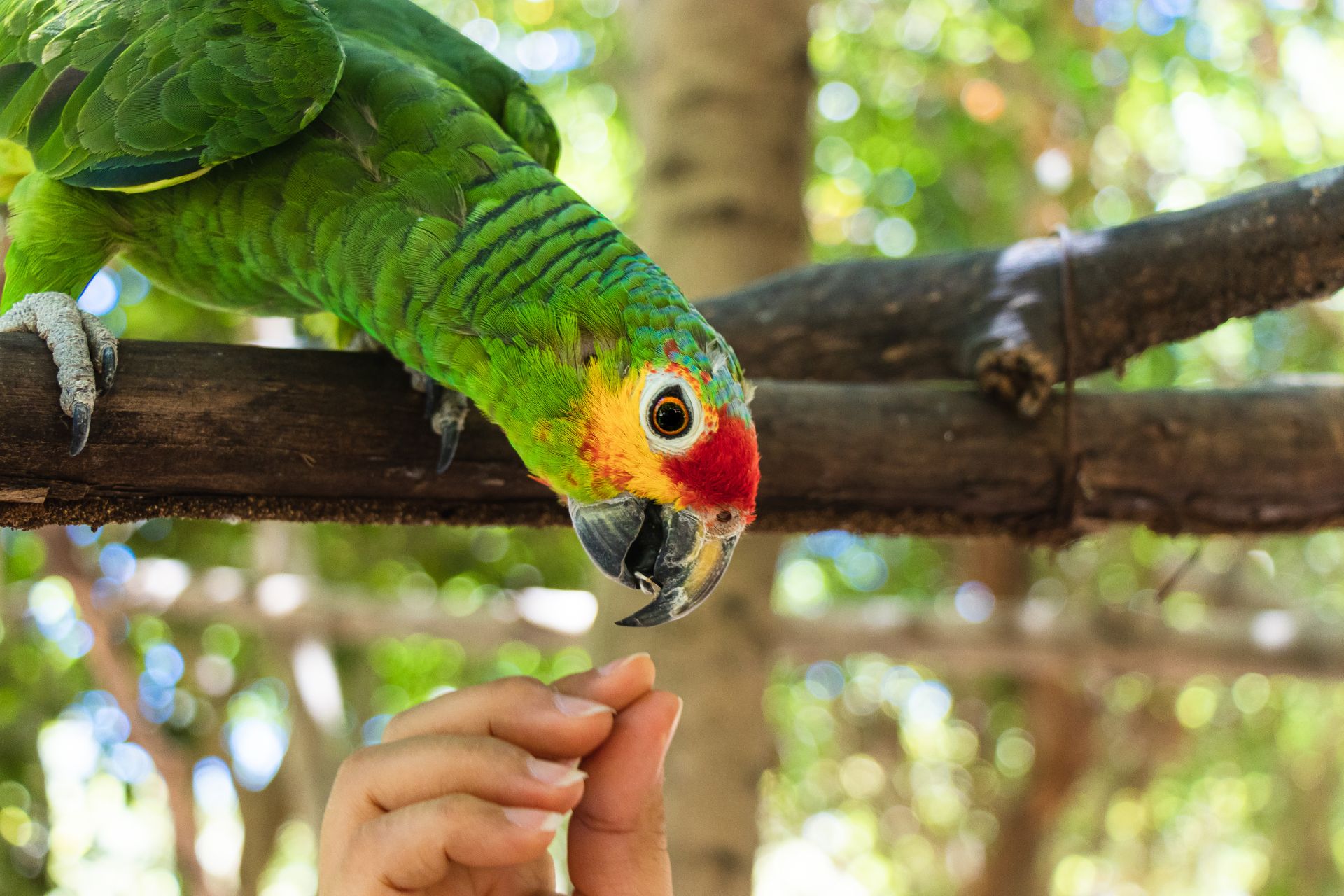 Parrot Positive Reinforcement Training: Tips & Tricks