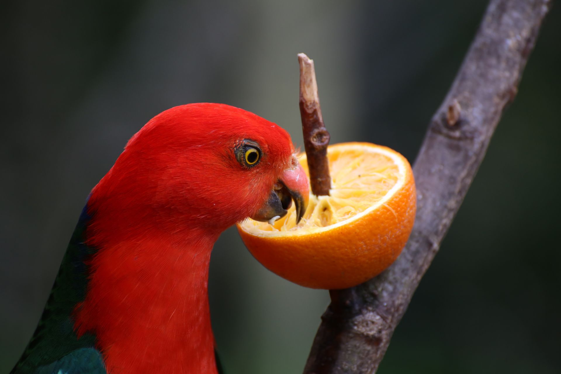 The Importance of Vitamins for Parrot Health