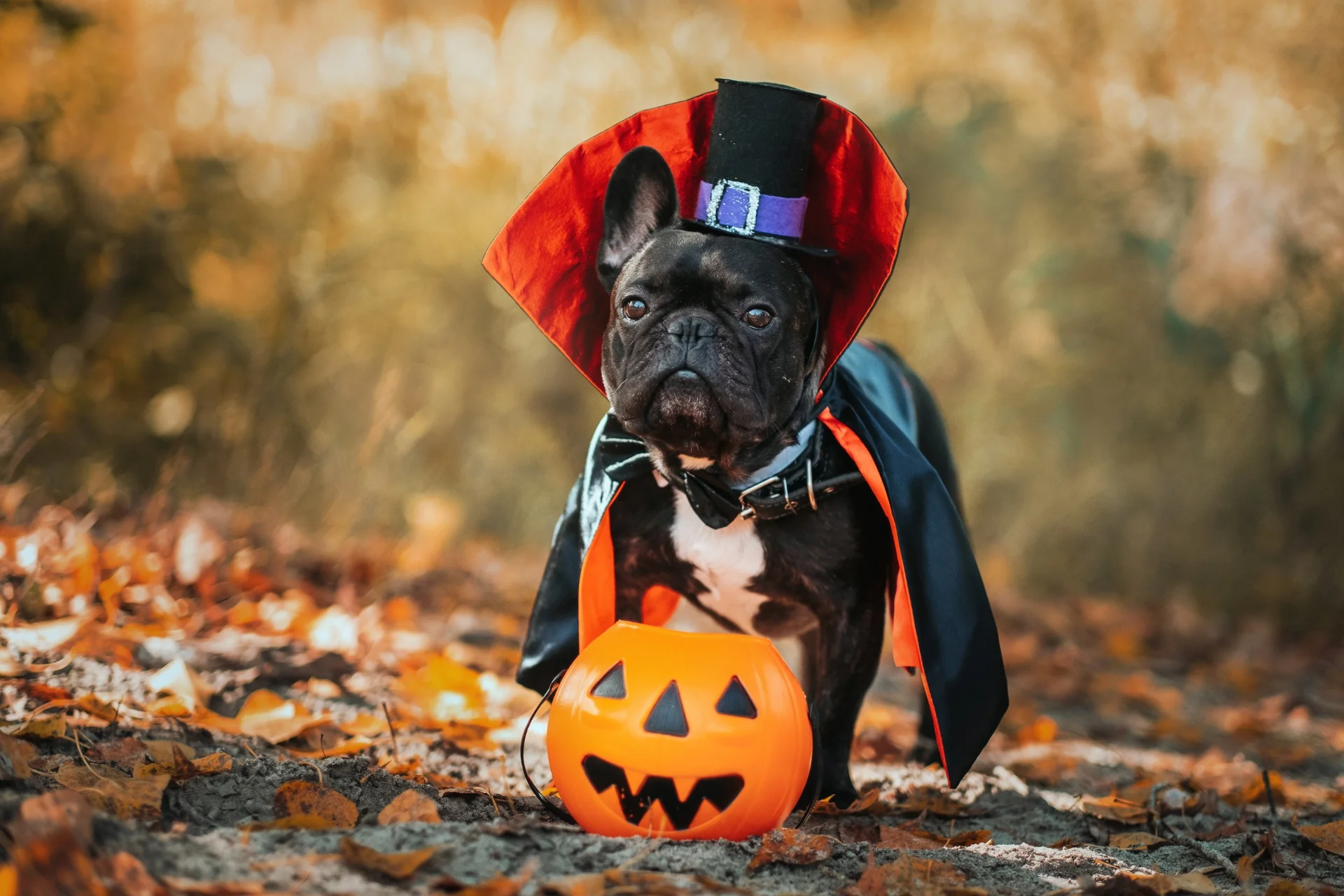 How to keep your pet safe during Halloween