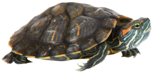 Red-eared slider Turtle