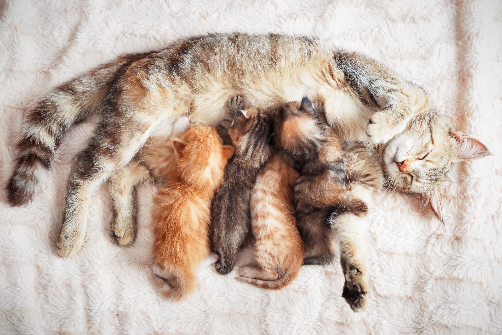 female cat with kittens