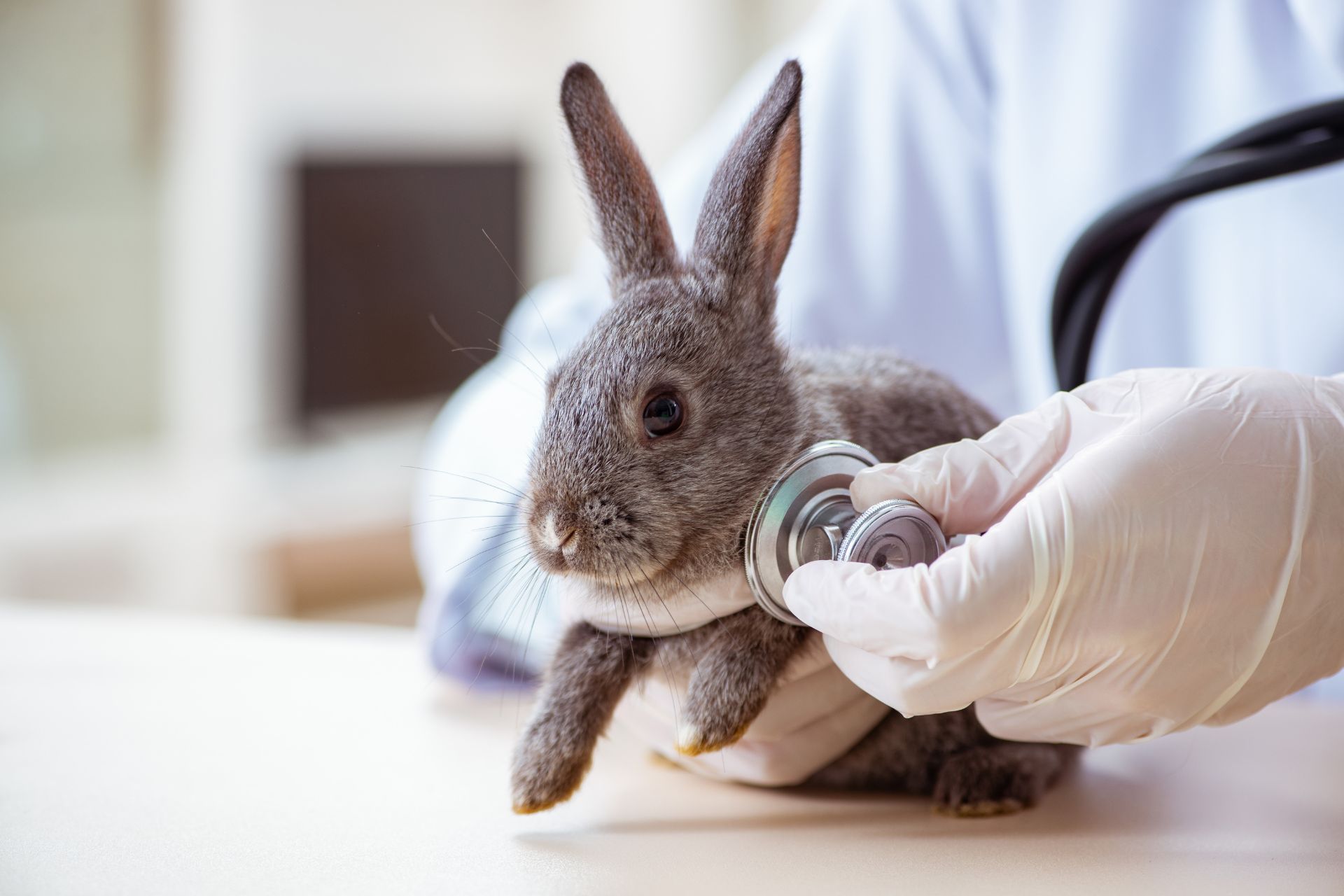 A vet examining a pet rabbit