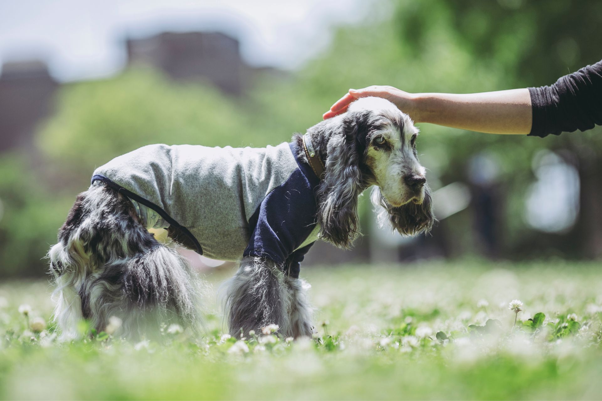 A senior dog