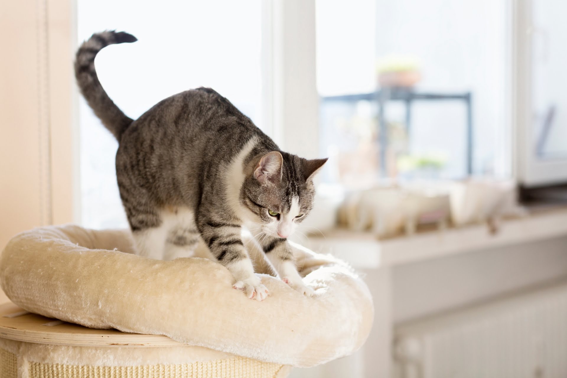 A cat Kneading on its cat bed