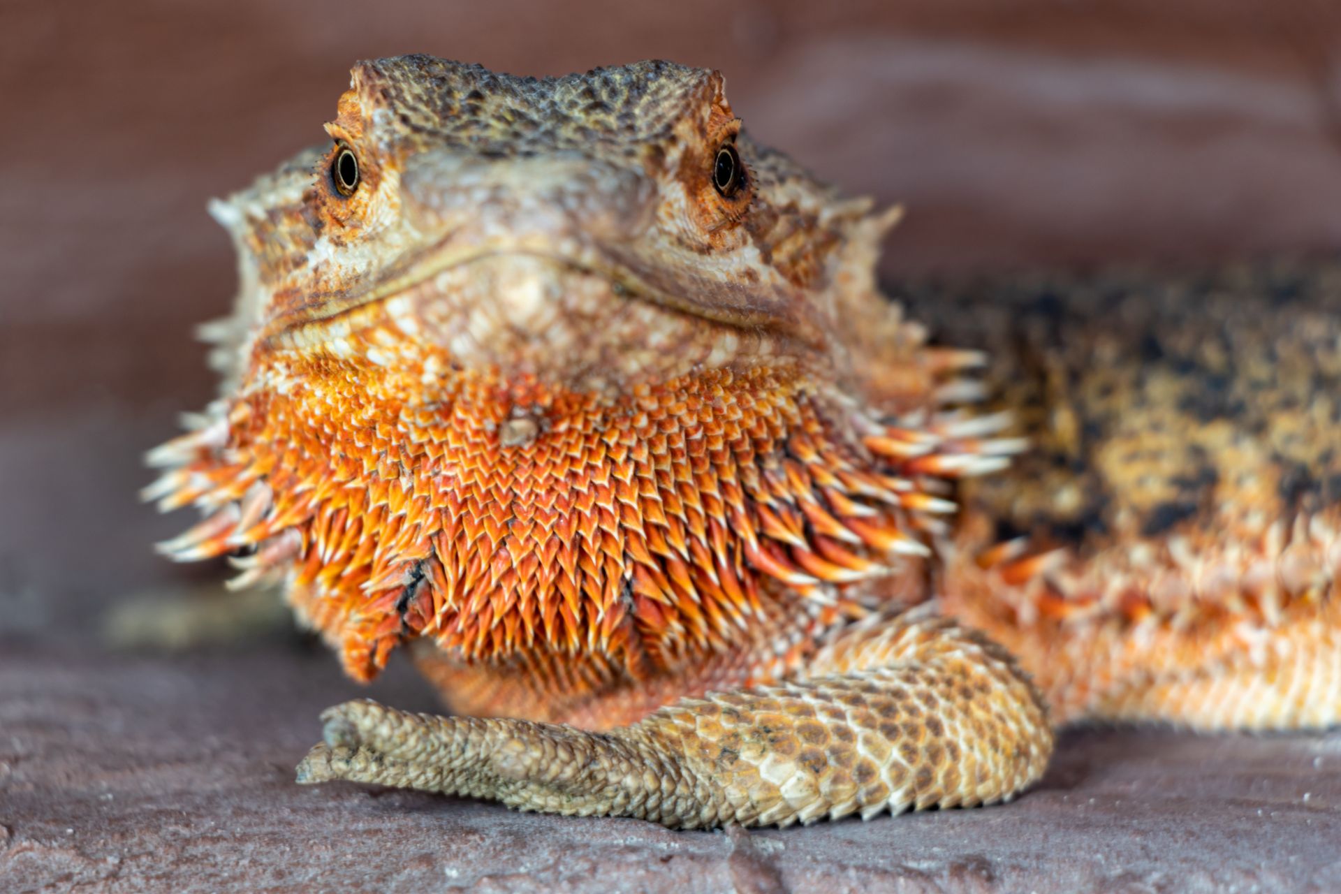 A close up of a bearded dragon