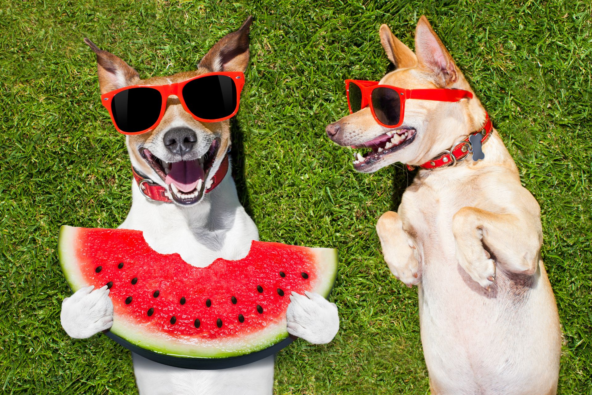 Two dogs with sunglasses lying on the grass