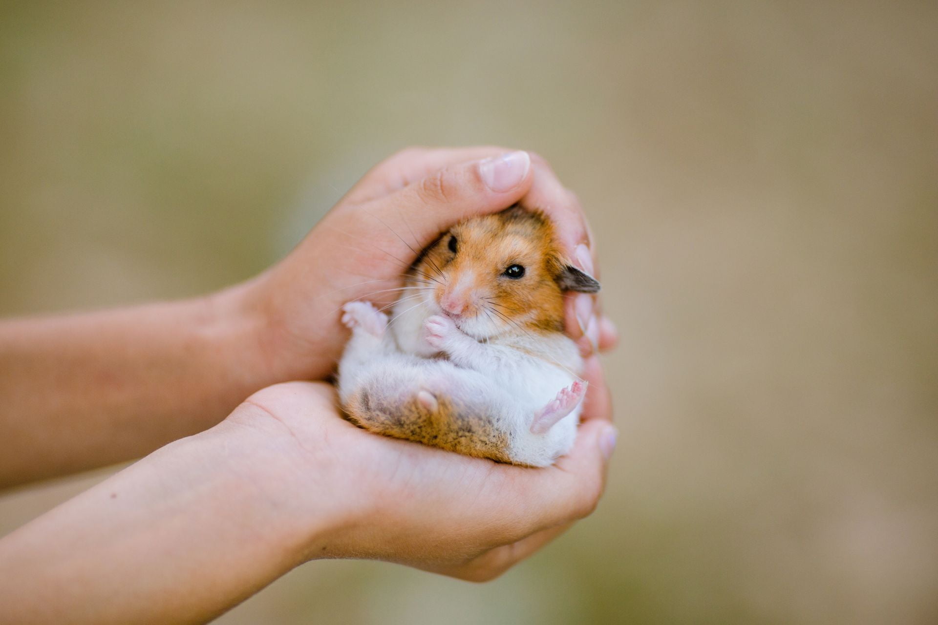 A person holding a hamster