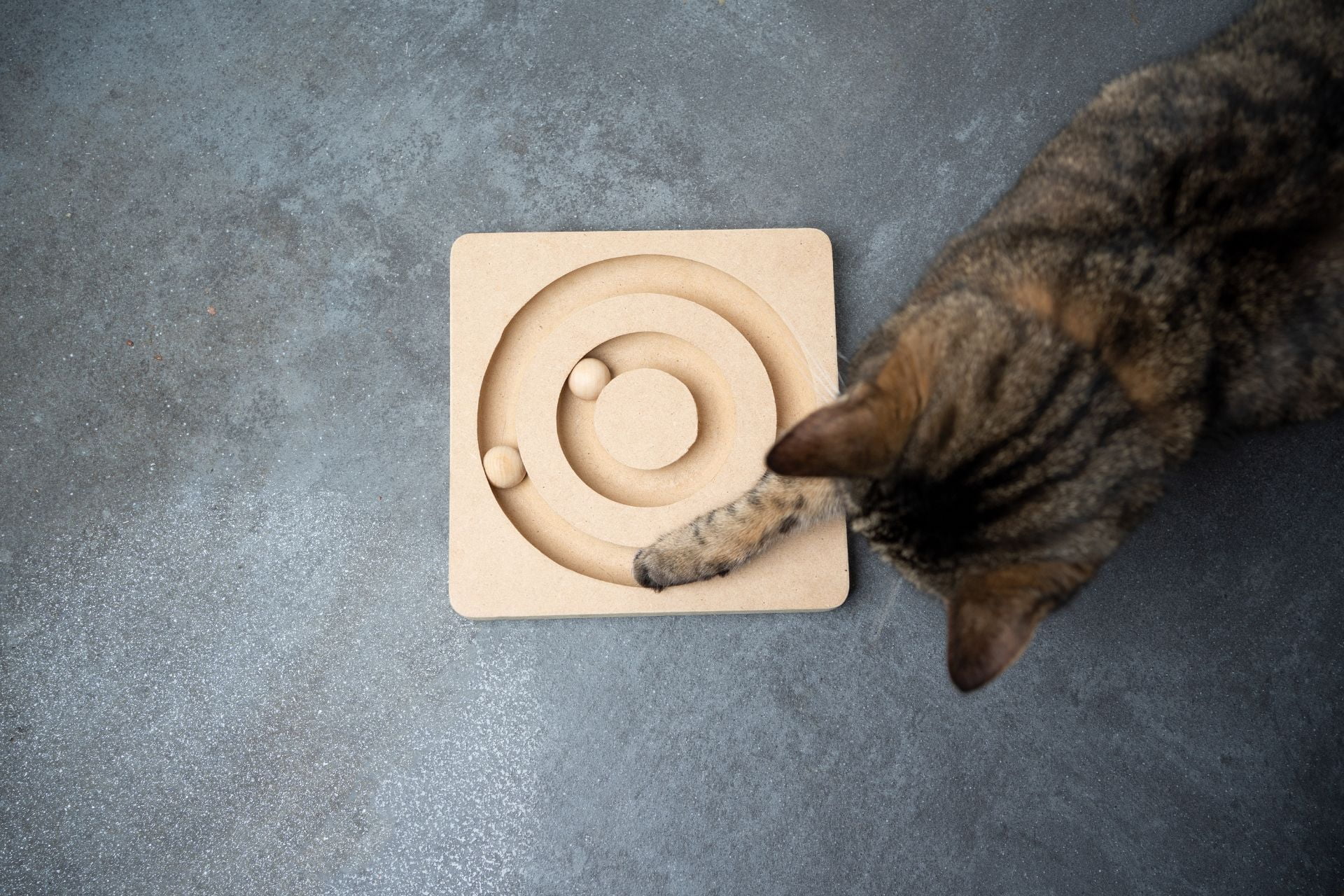 Cat playing with a wooden toy