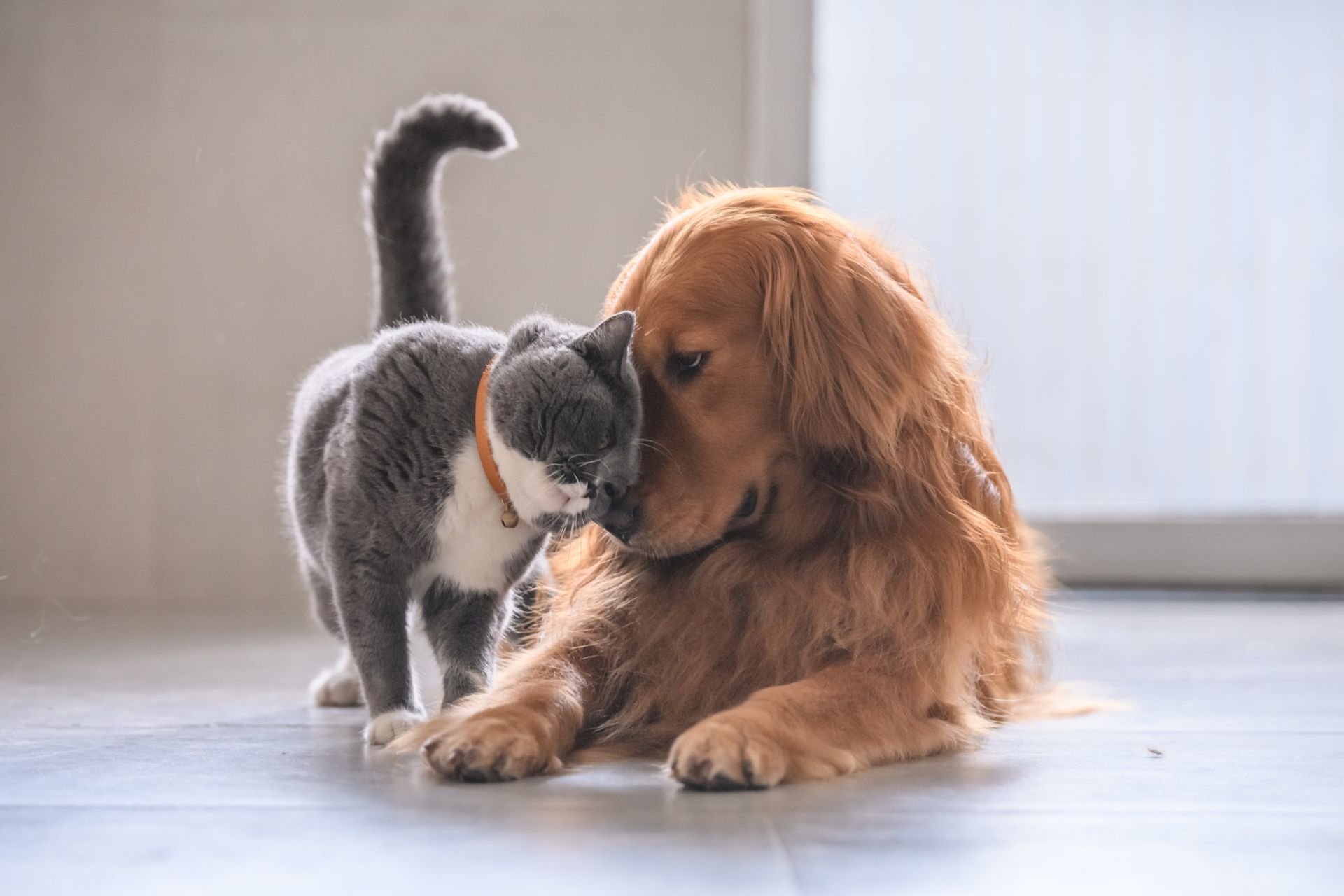 Dog and a cat touching their forheads