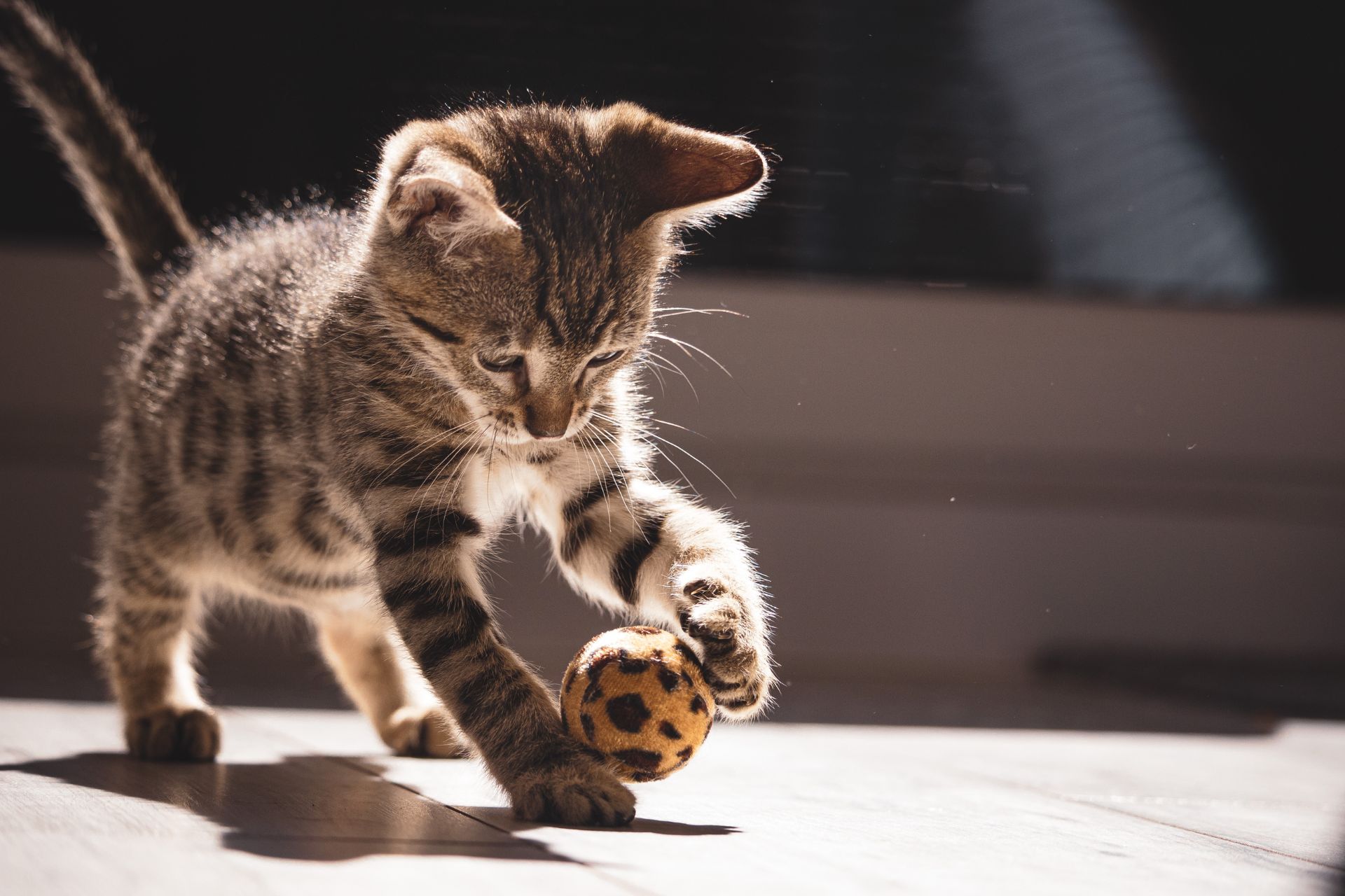 Cat playing with a ball