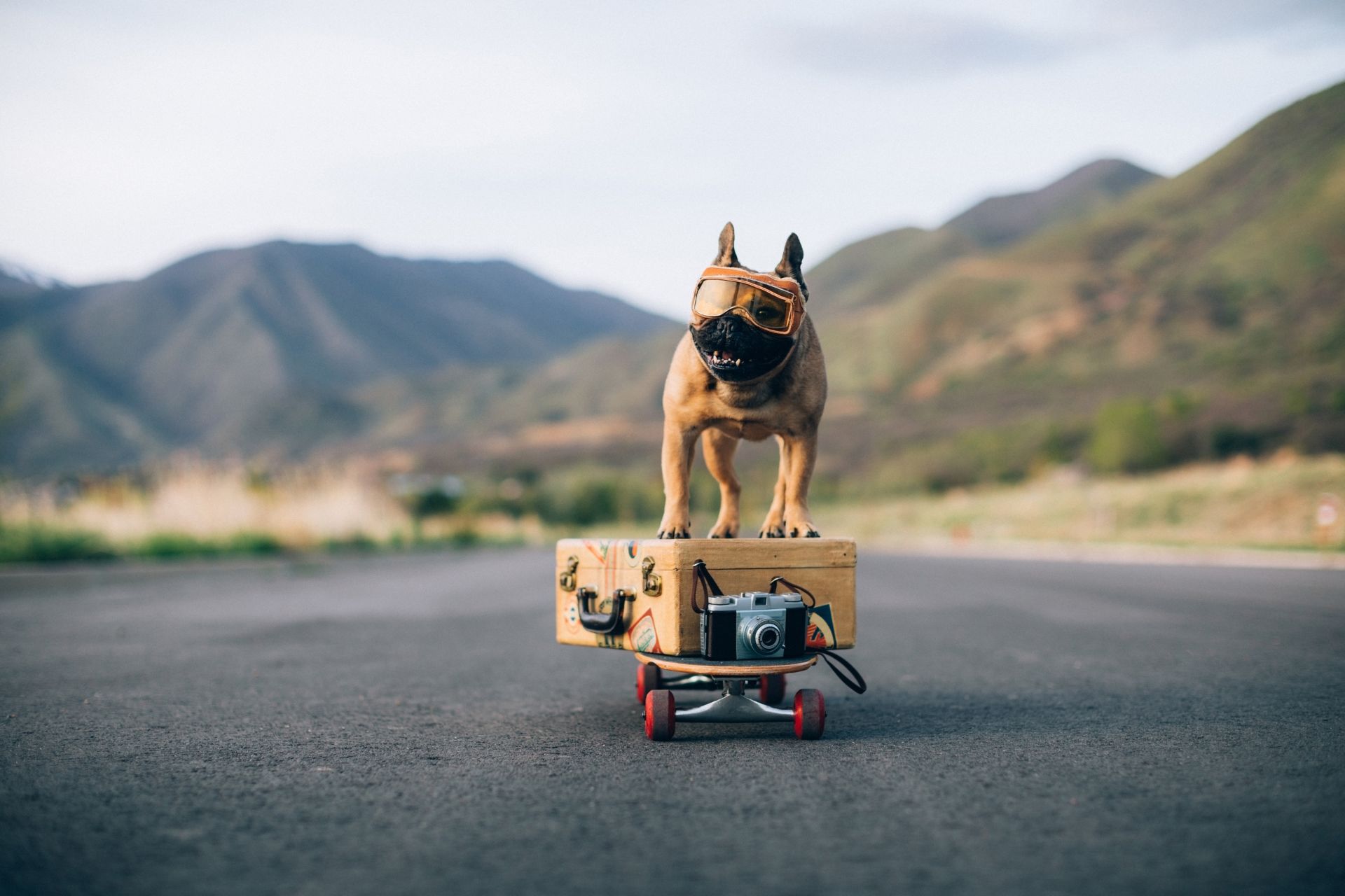 A dog on a scateboard