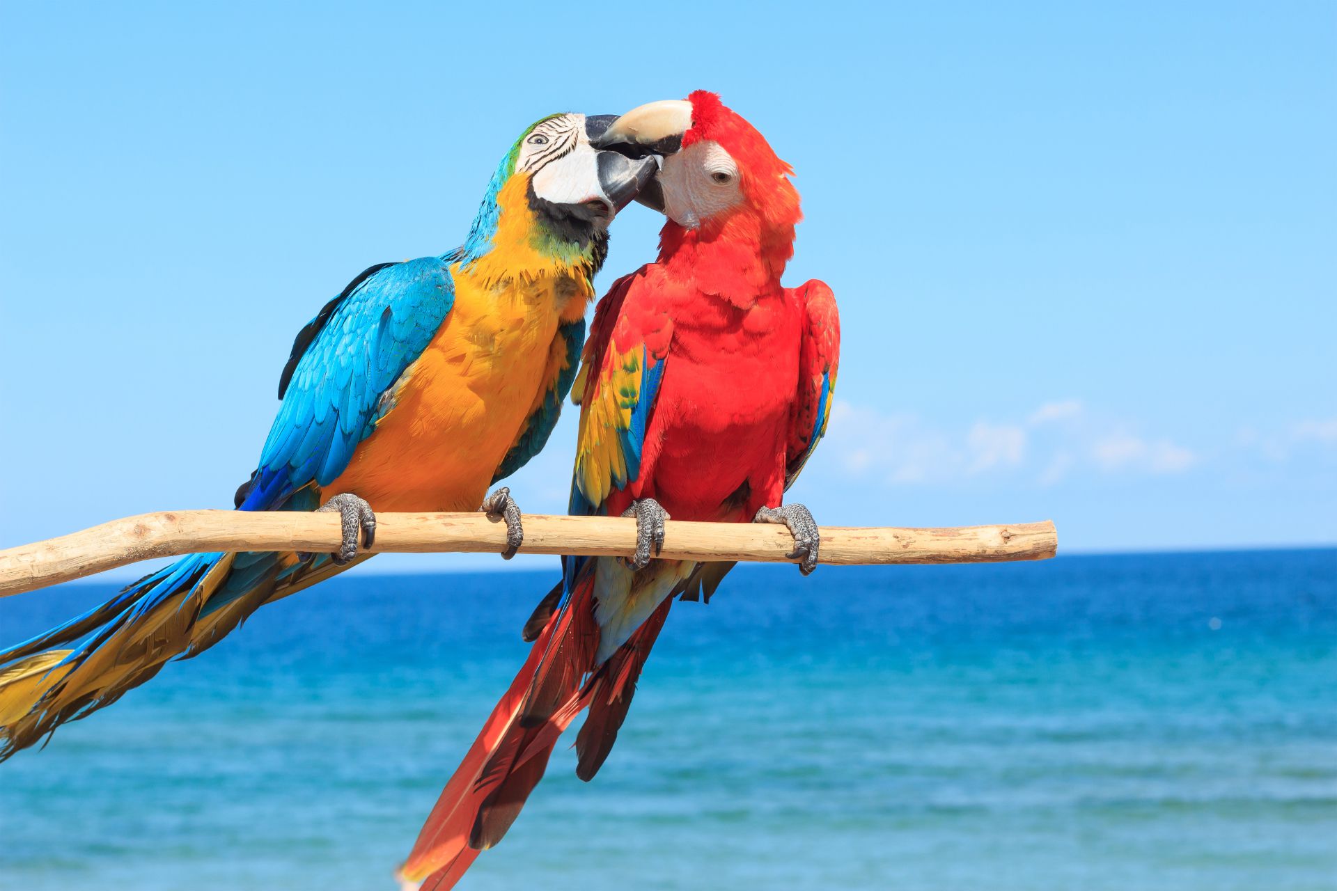 Two parrots on a branch