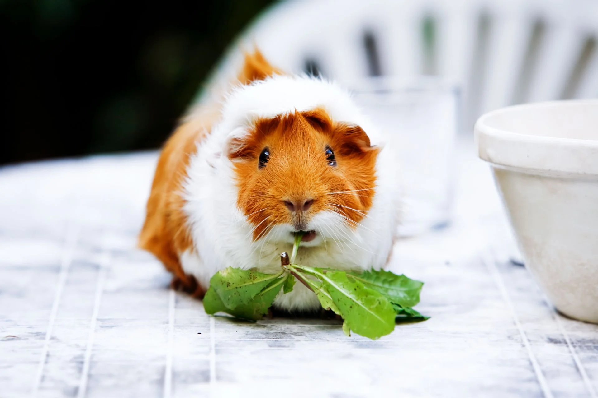 Guide to guinea pig food: What to feed & avoid