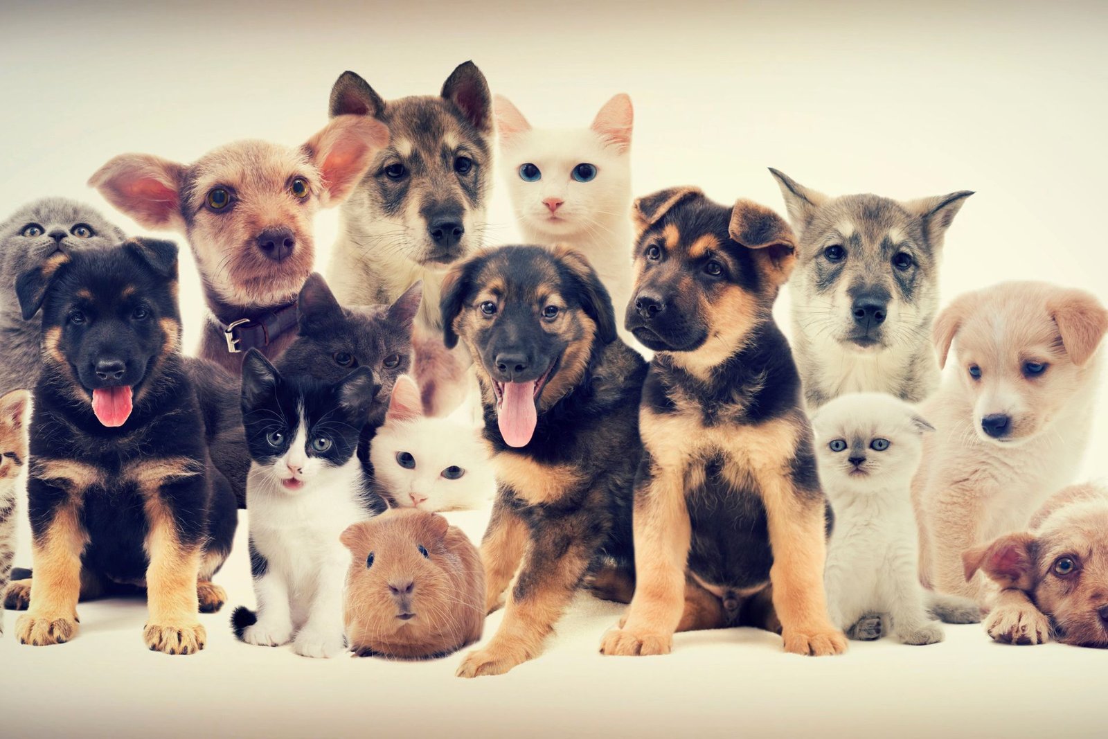 The ultimate guide to the pet adoption process: Find your pet