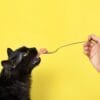 Woman giving a cat food with a fork